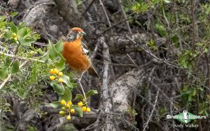 Chile birding tours