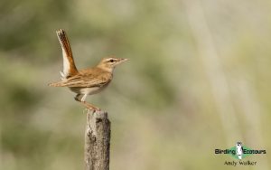 Lesvos birding tours