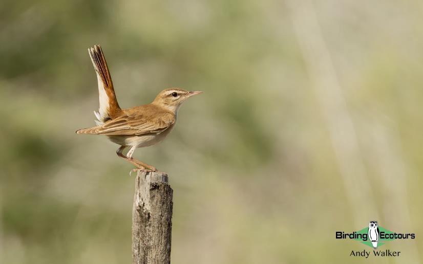 Greece birding tours