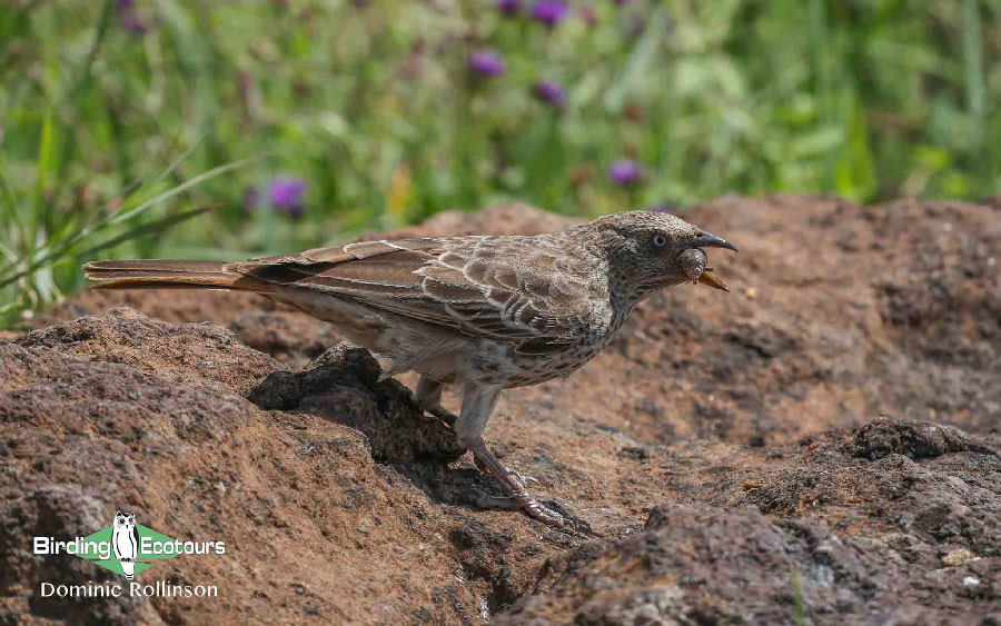 Kenya birding tours