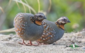 Northern India birding tour