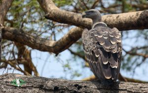Tanzania birding tours