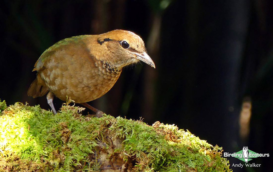 Northern Thailand birding tours