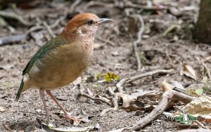 Vietnam birding tours