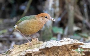 Vietnam birding tours
