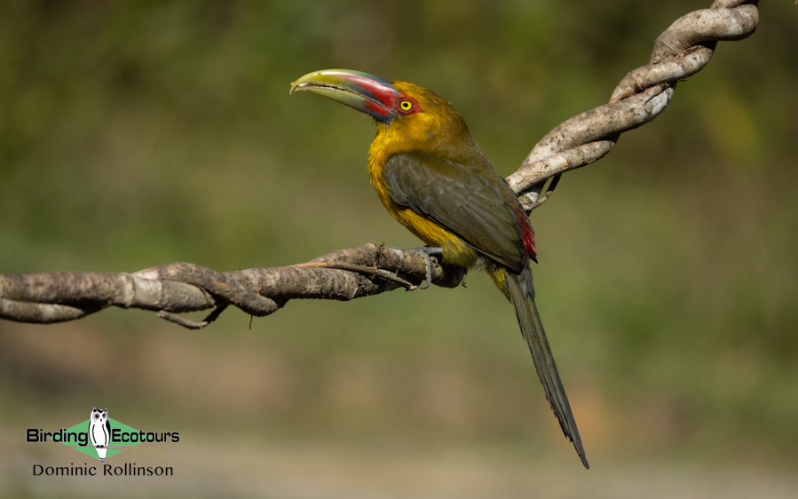 Southeast Brazil bird tour