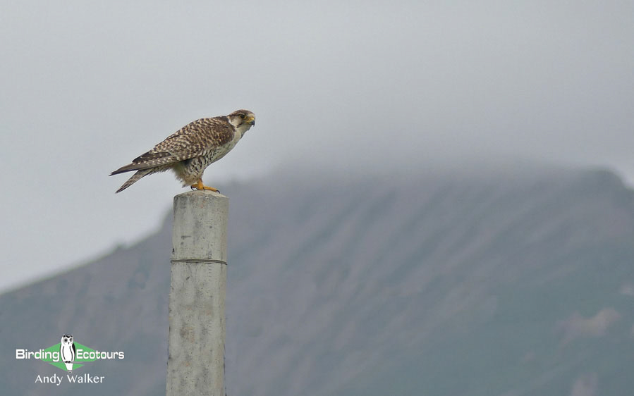 Mongolia birding tours