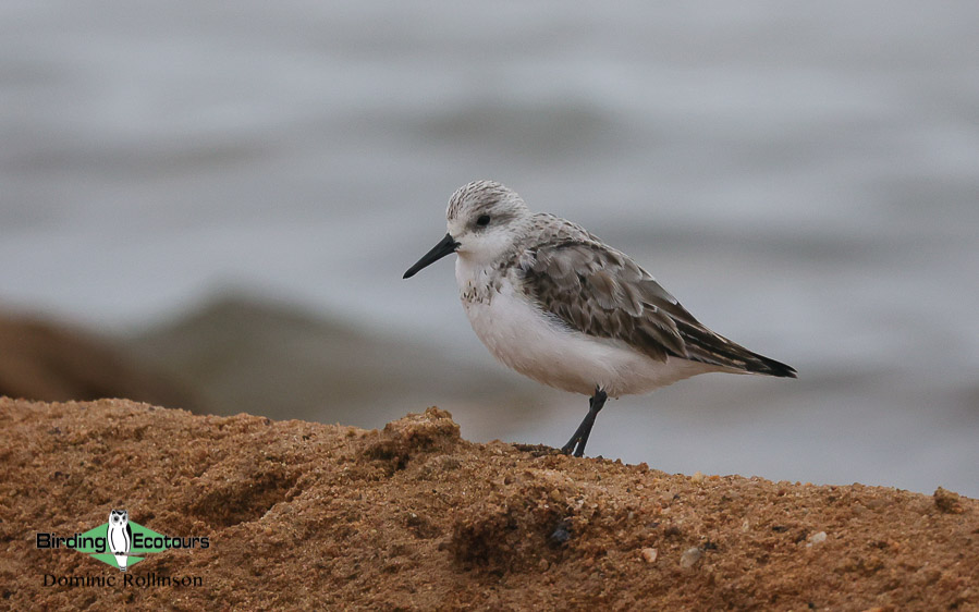 Norfolk broads birding tour