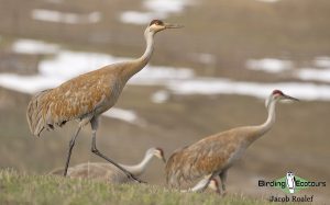 Yellowstone birding tours