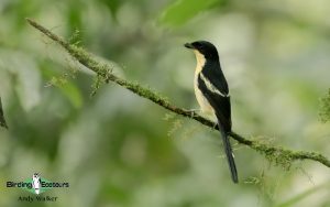 Sao Tome and Principe birding tours