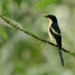 Sao Tome and Principe birding tours
