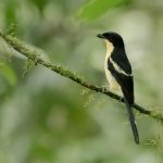 Sao Tome and Principe birding tours