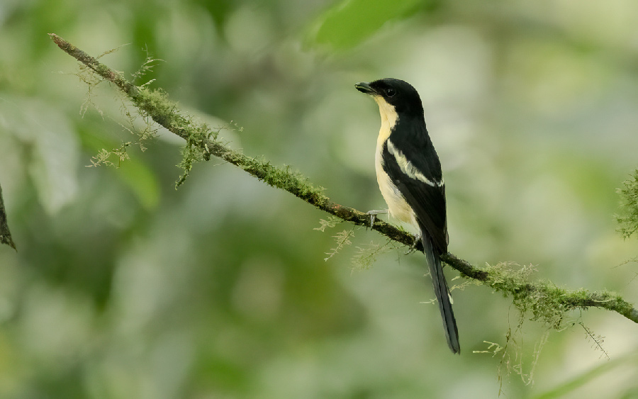 Sao Tome and Principe birding tours