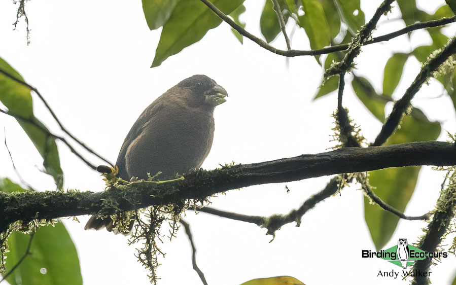 Sao Tome and Principe birding tours