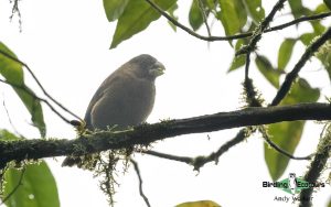 Sao Tome and Principe birding tours