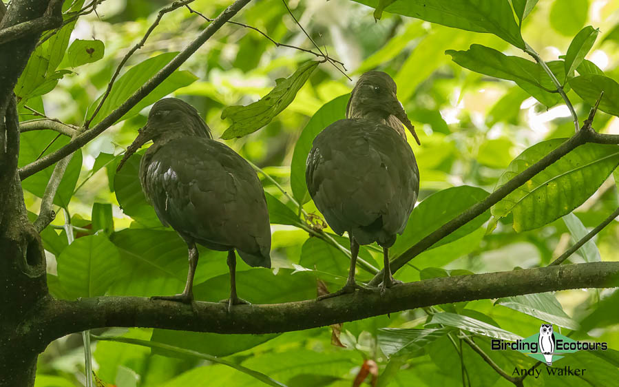 Sao Tome and Principe birding tours