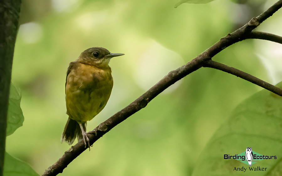 Sao Tome and Principe birding tours