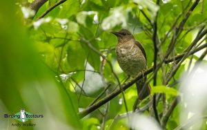 Sao Tome and Principe birding tours