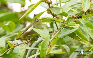 Sao Tome and Principe birding tours