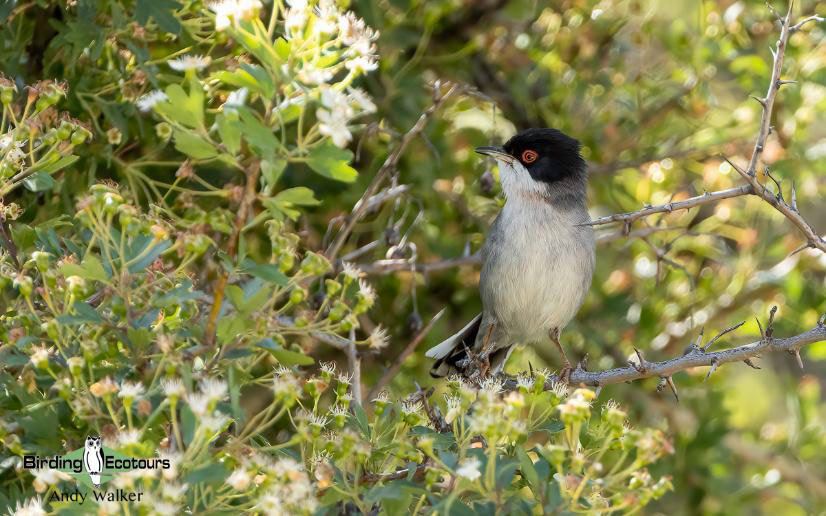 Andalusia birding tour