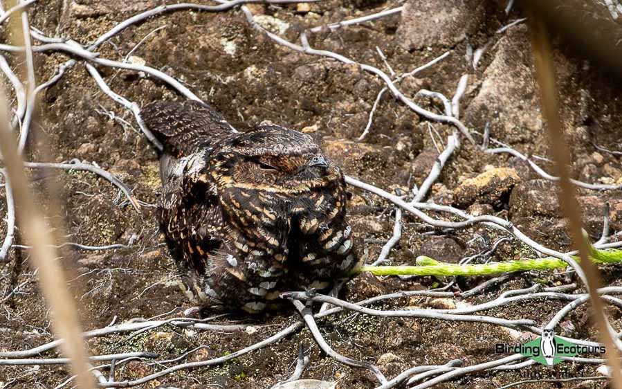 Sulawesi and Halmahera birding tours