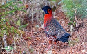 Himalayas birding tours