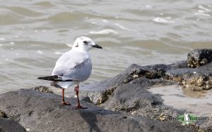 Japan Winter Birds