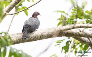 Puerto Rico endemic birding