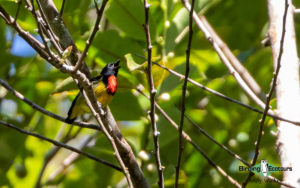 Sarawak birding tours