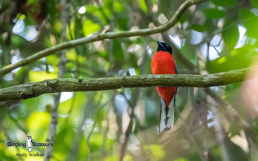 Southern Thailand birding tours