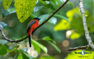 Sarawak birding tours