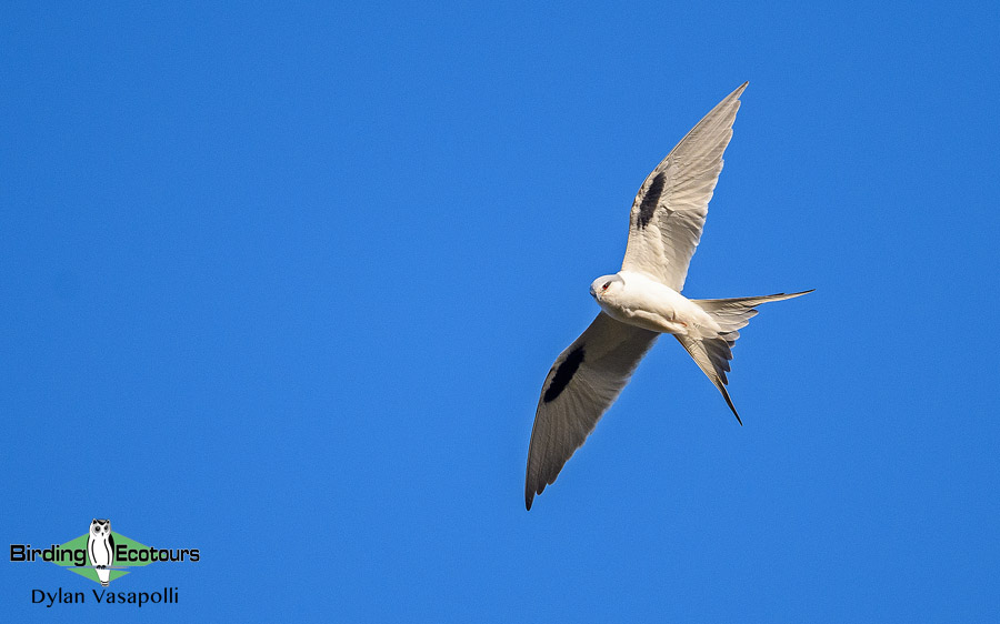 Senegal birding tour