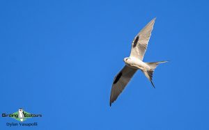 Senegal birding tour