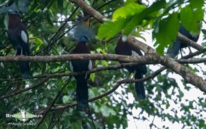 Papua New Guinea birding tours