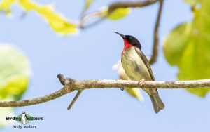 Papua New Guinea birding tours