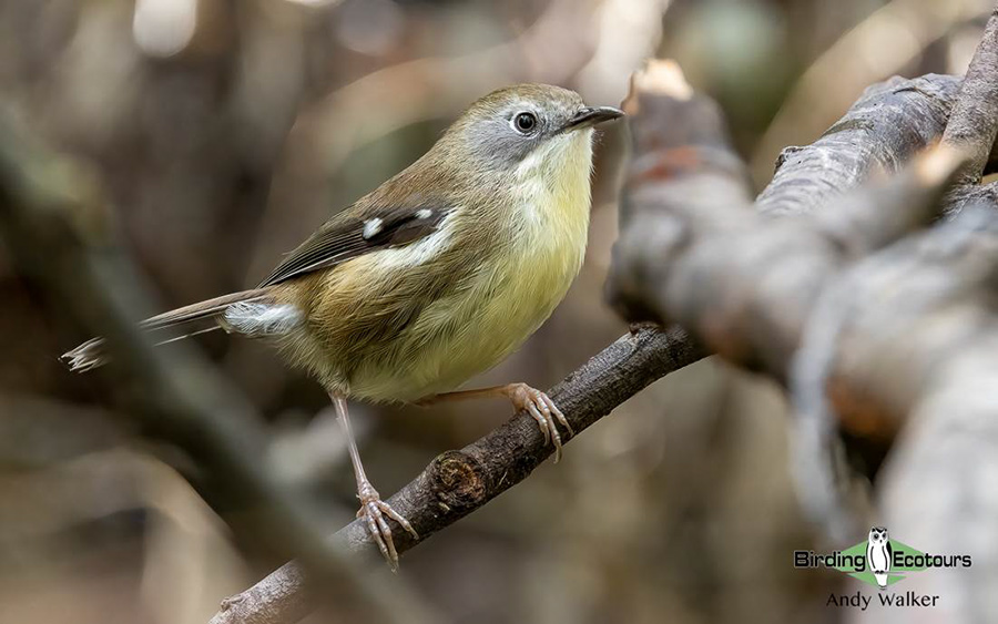 Tasmanian birding tours