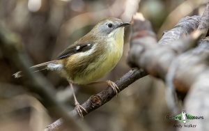 Tasmanian birding tours