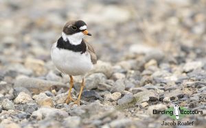 Alaska birding tours