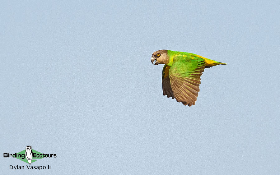 Senegal birding tour