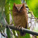 Sri Lanka birding tours