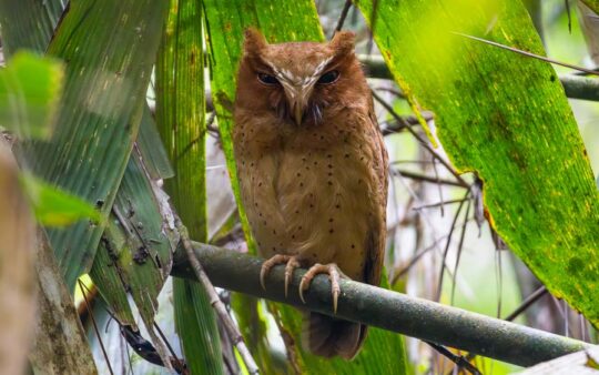Sri Lanka birding tours