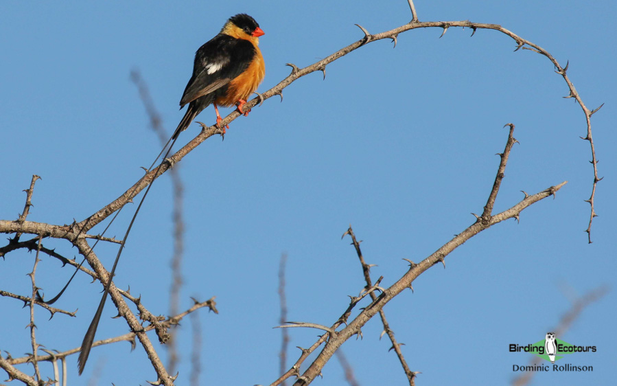 Zaagkuilsdrift birding tour