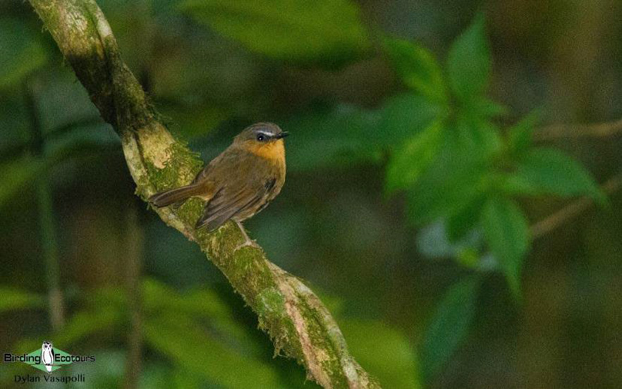 Tanzania birding tour