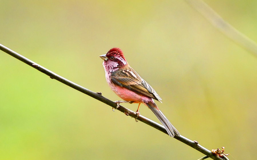 Yunnan birding tours