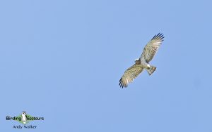 Spain birding tours