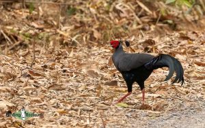 Vietnam birding tours