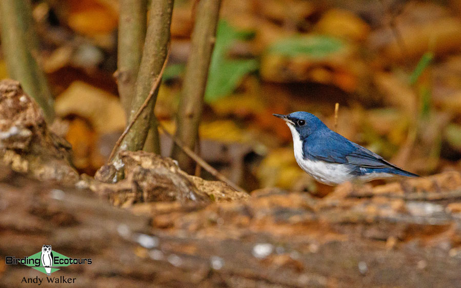 Northern Thailand birding tours