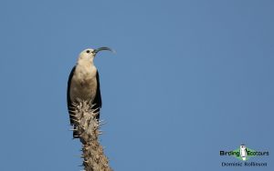 Remote North Madagascar birding tour