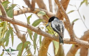 Northern Australia birding tours