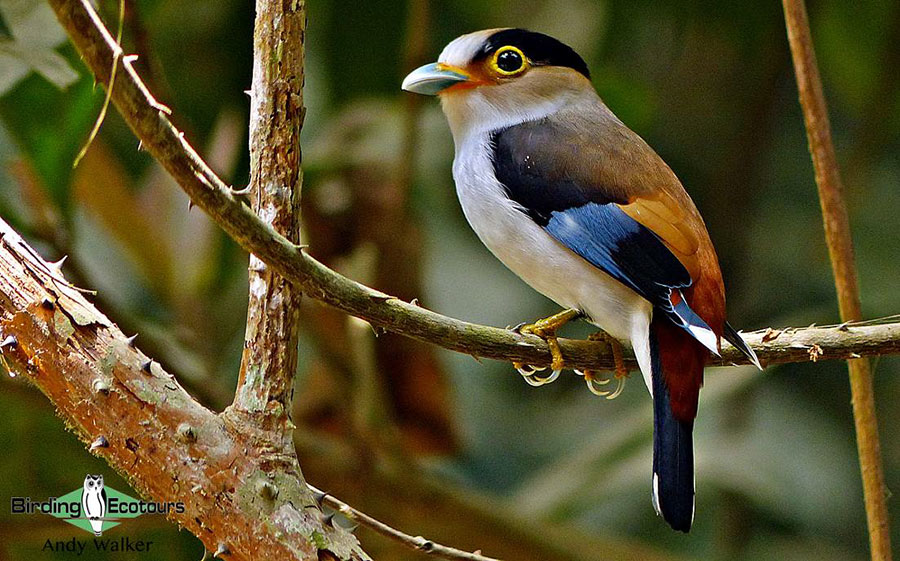 Central Thailand birding tours